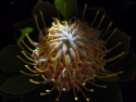Proteaceae Flower Leucospermum Gold Fever