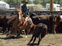 CarsonParkerCHSRA2016boyscuttingRodeo