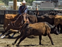 ChaseHayhurstCHSRA2016boyscuttingRodeo