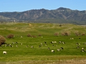 Cattle country, San Diego County