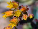 Echeveria Flower Succulent Bloom