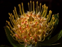 Protea Leucospermum Gold Fever Pincusion Flower