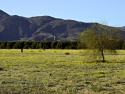 Wildflowers Anza Borrego Desert Super Bloom