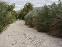 Lower Willows Trail Anza Borrego