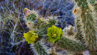 Desert cactus flower at Indian Valley