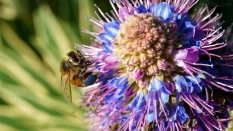 bee harvesting pollen