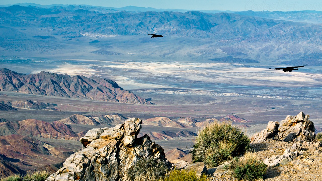 Two crows at Aguereberry Point, Death Valley, Pentax Takumar 50mm lens.